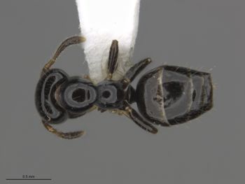 Media type: image;   Entomology 521449 Aspect: dorsal